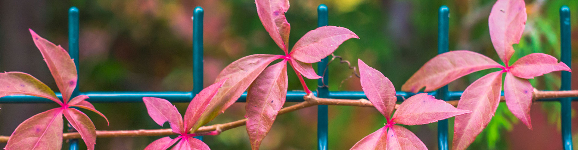 ¿Cuál es la altura máxima de una valla entre vecinos?